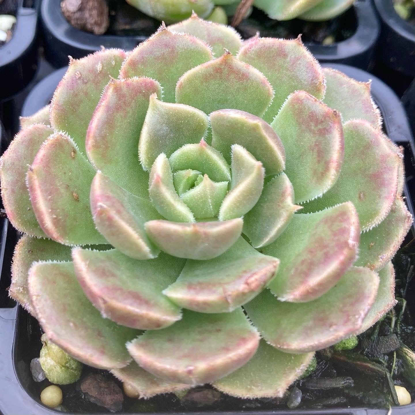 Echeveria Brown Rose