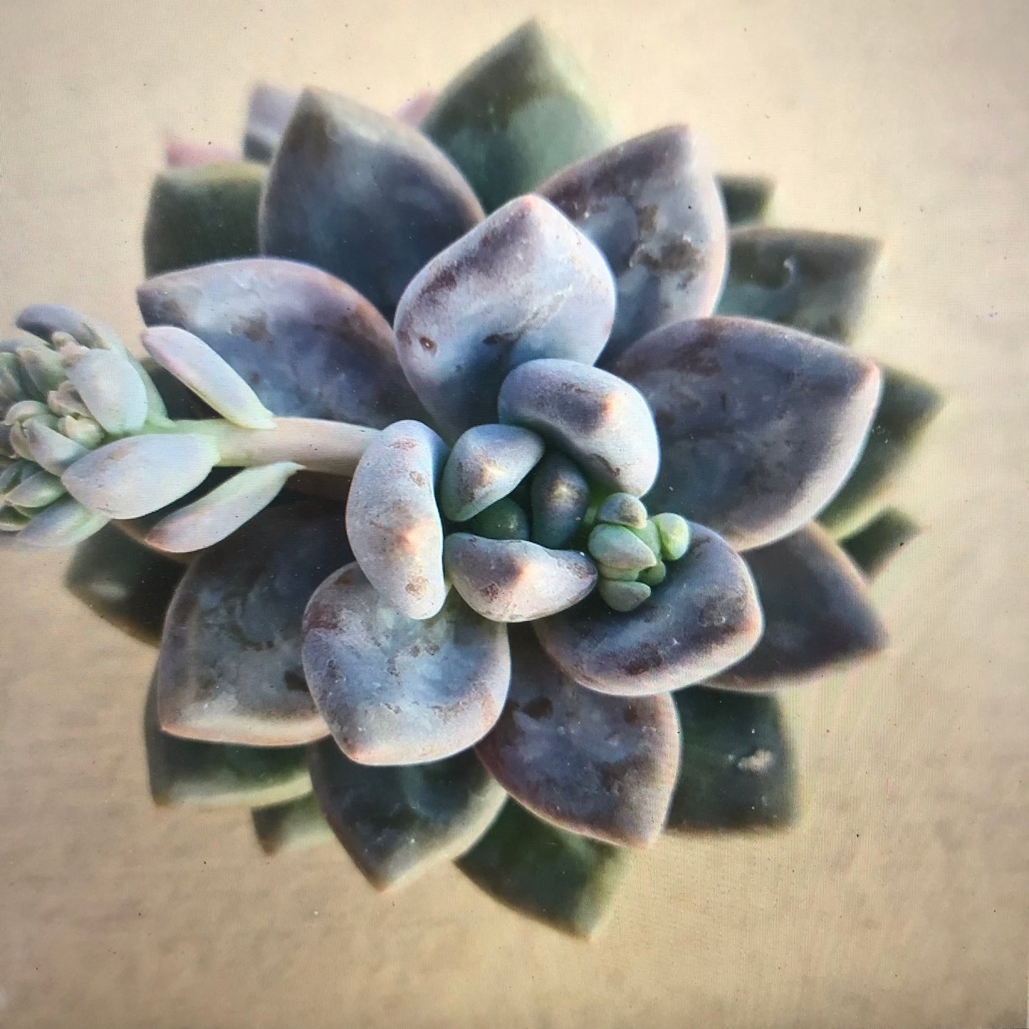 Sedeveria Blue Mist