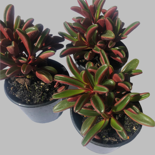 peperomia gravolens