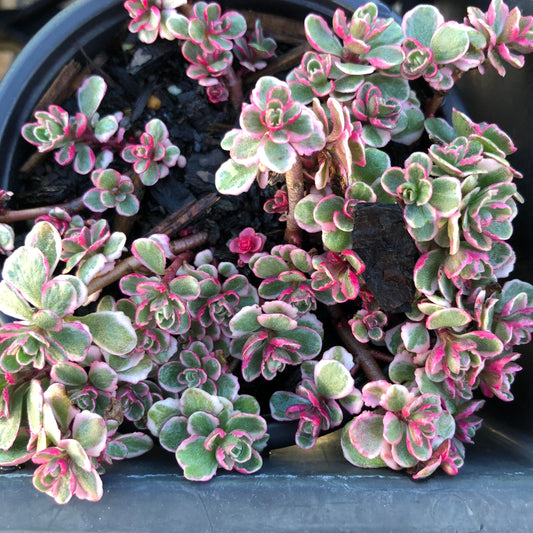 Sedum tricolour