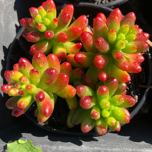 Sedum  rubrum Jelly beans