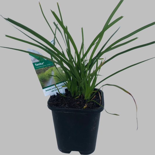 Lomandra magic pal