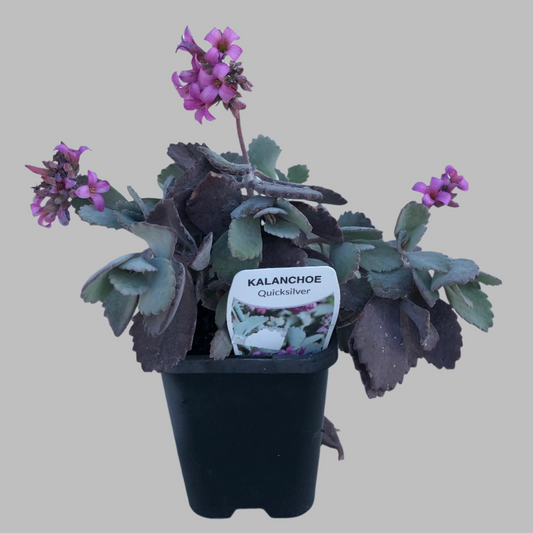 Kalanchoe quicksilver