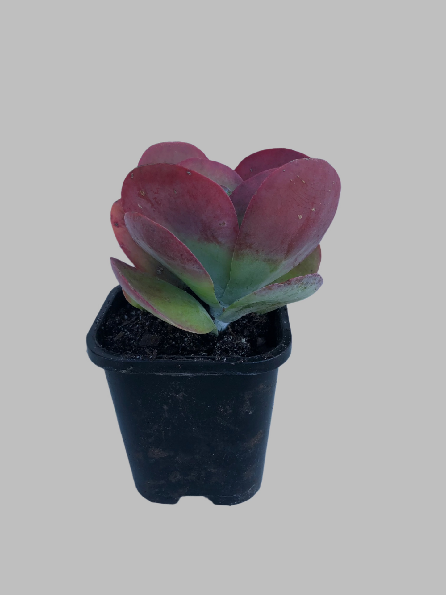 Kananchoe flap jack