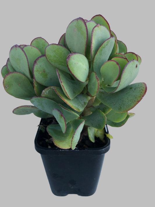 Crassula bluebird