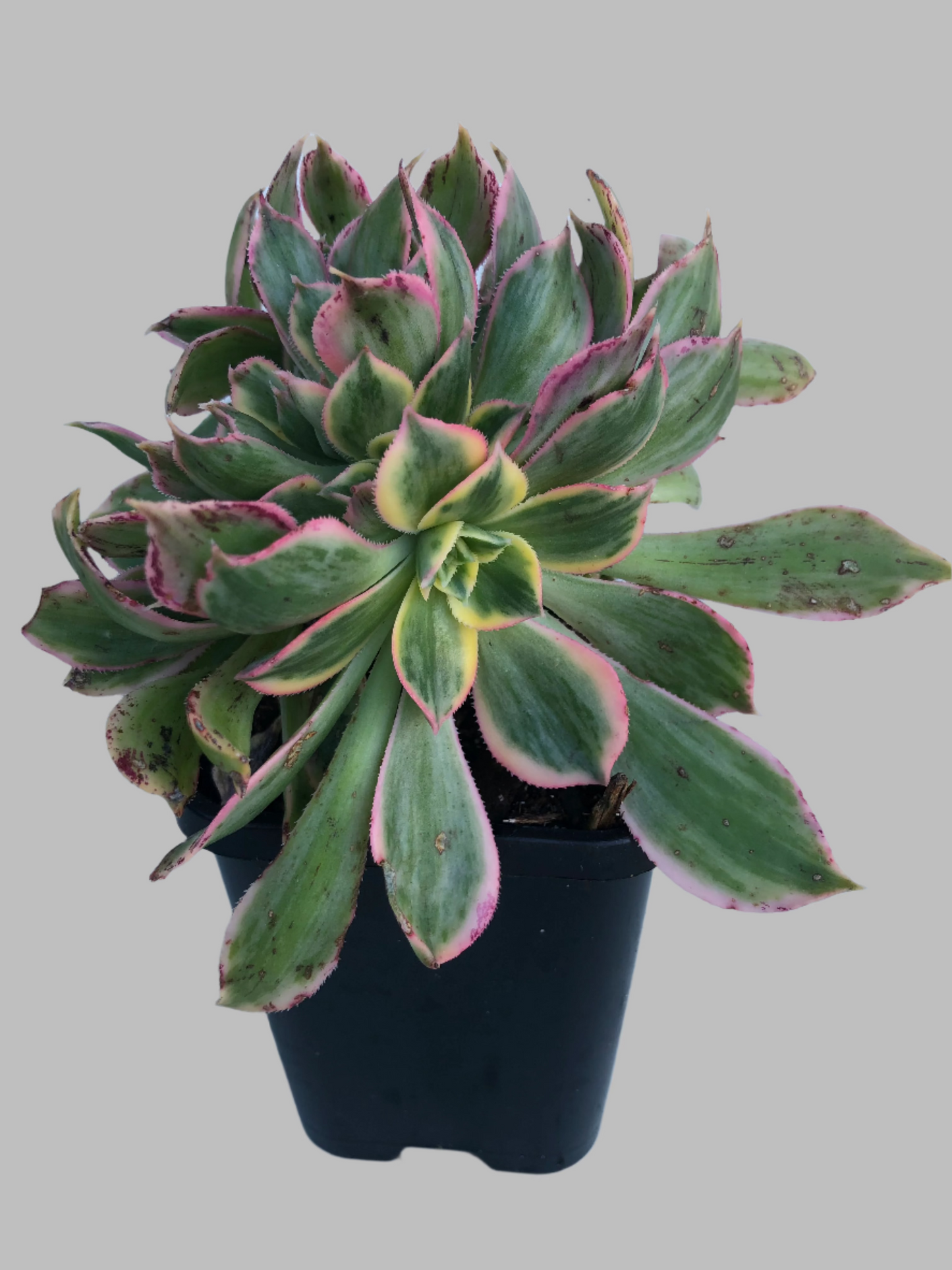 Aeonium kiwi crest