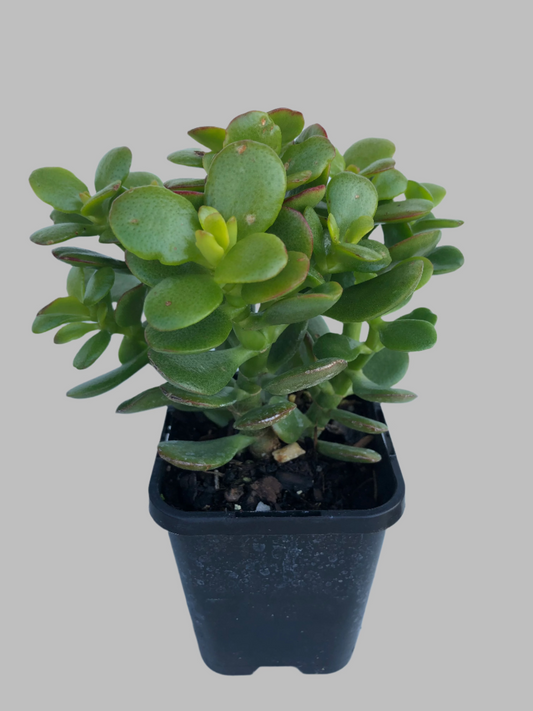 Crassula ovata , jade plant