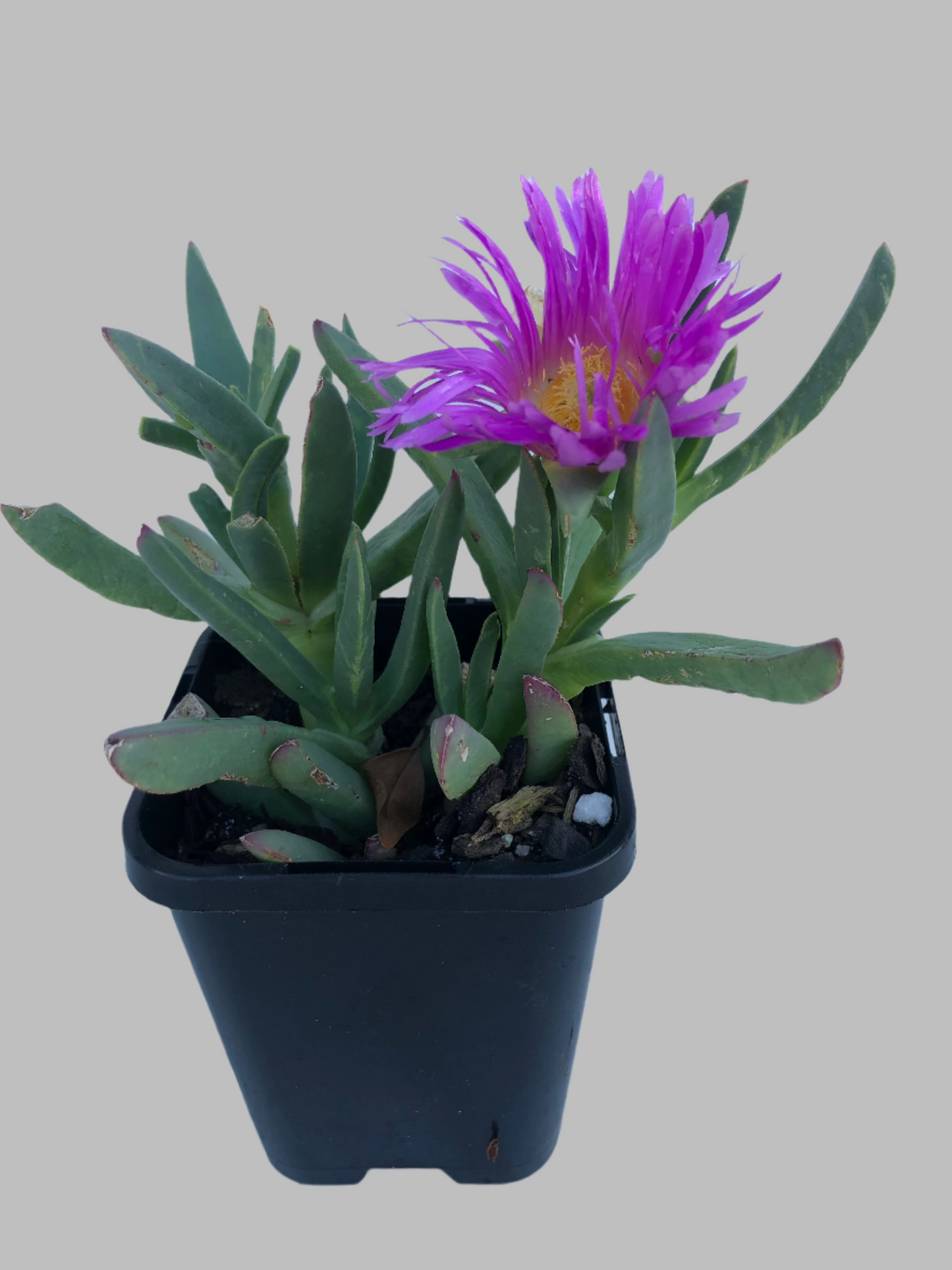 Carpobrotus  pig face