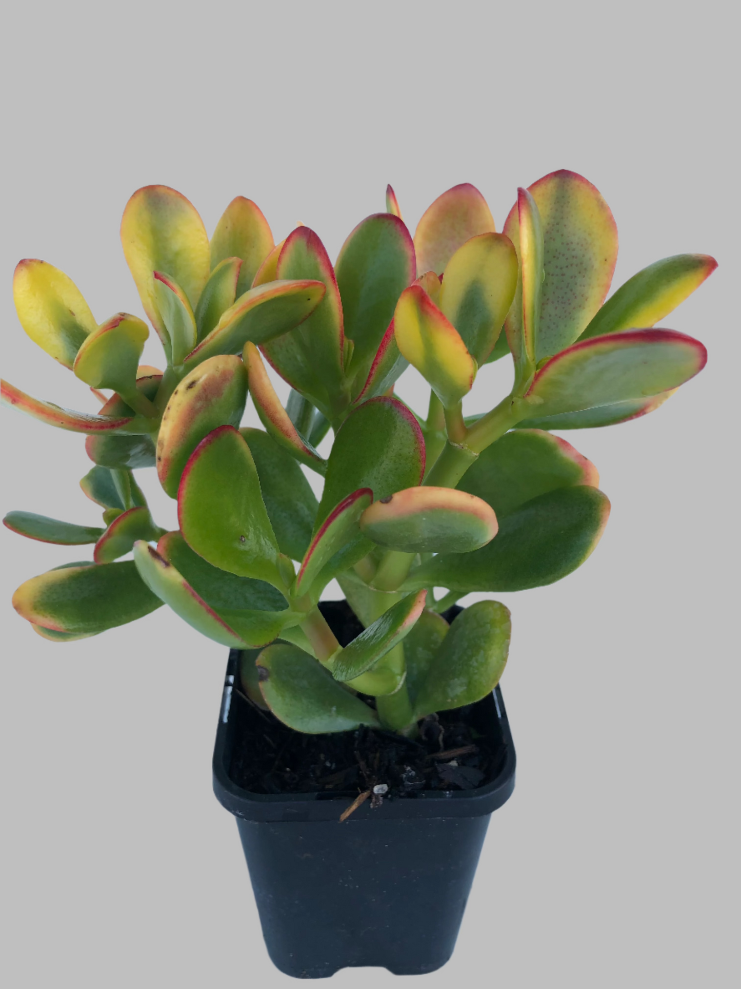 Crassula Hummels sunset