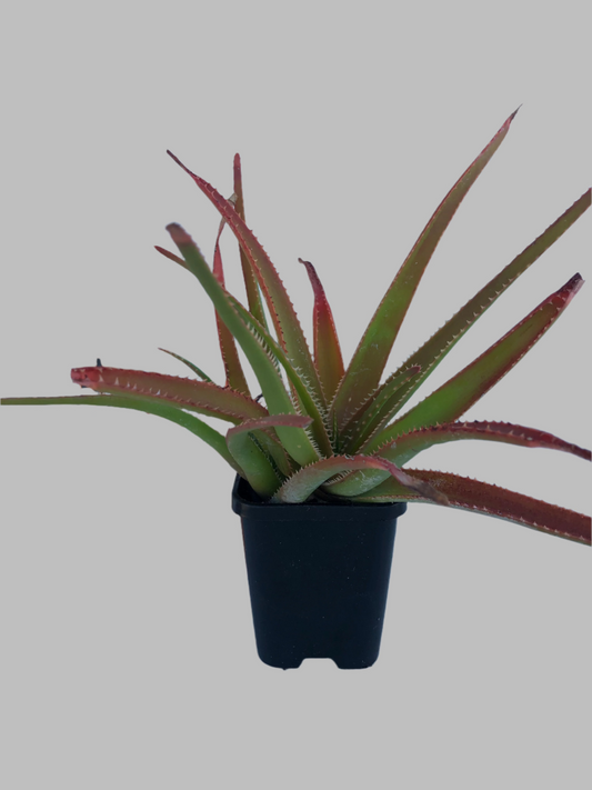 Aloe topaz