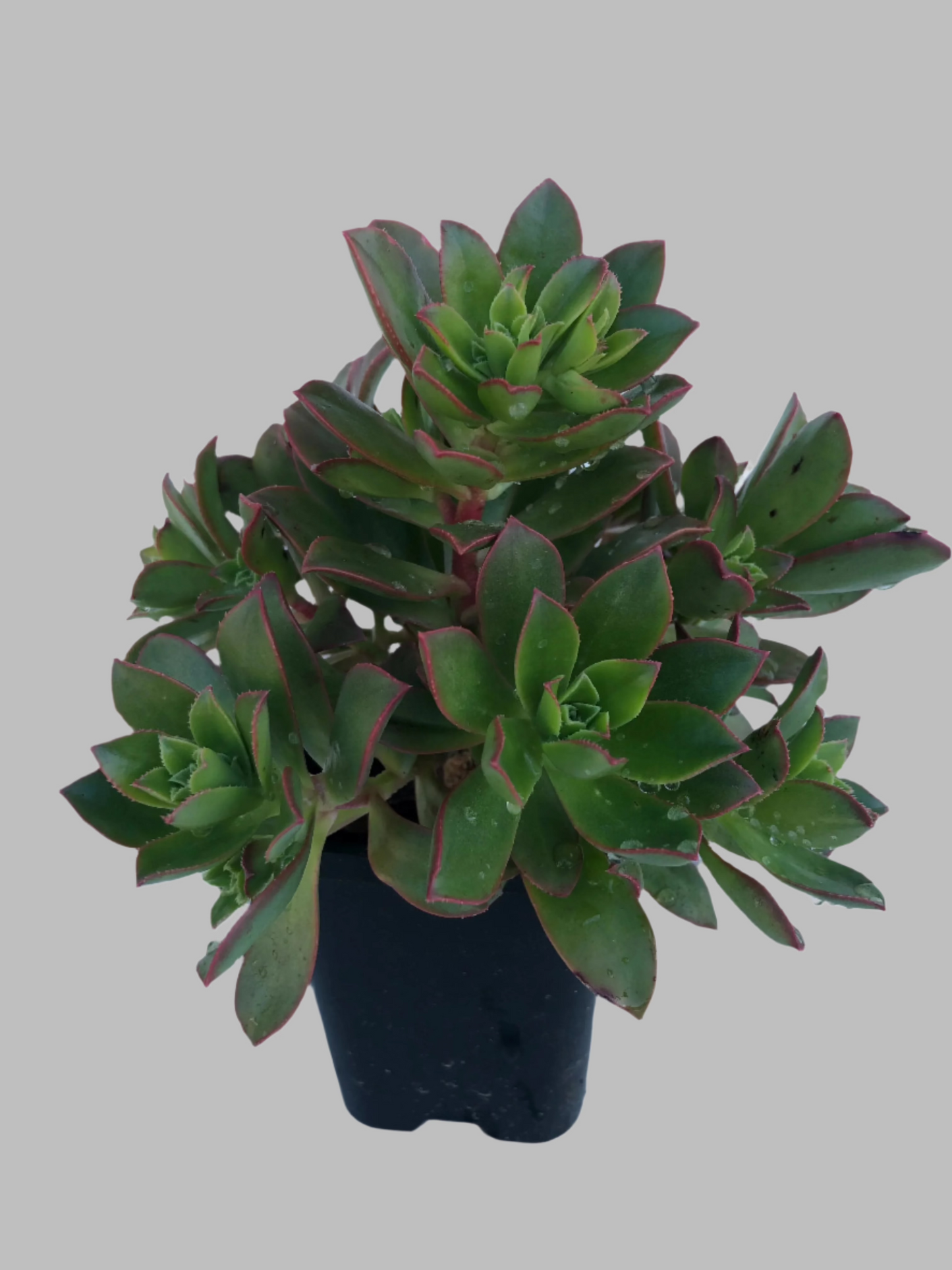 Aeonium hybrid