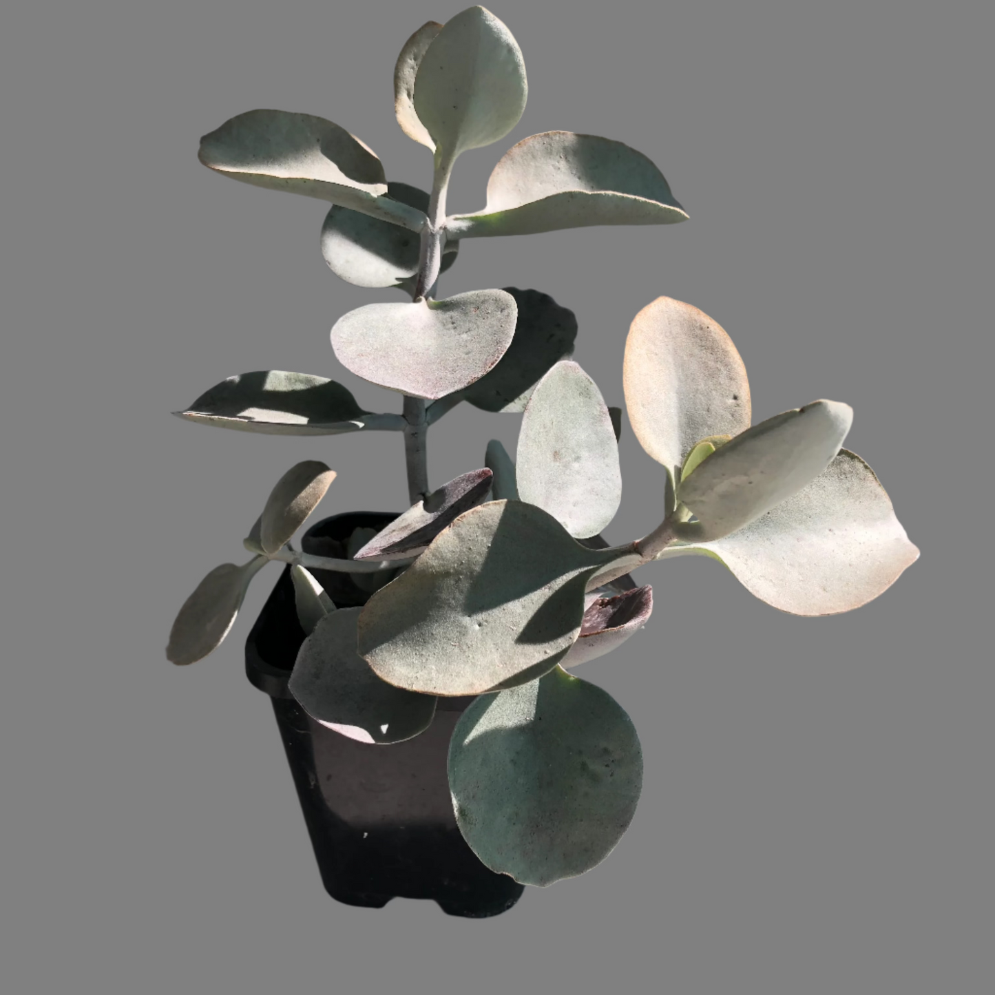 Kalanchoe silver spoons