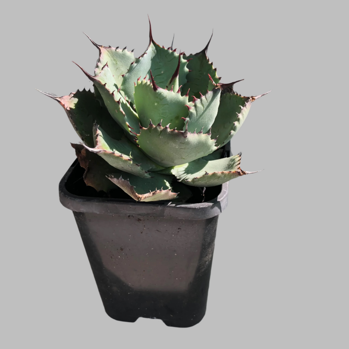 Agave potatorum