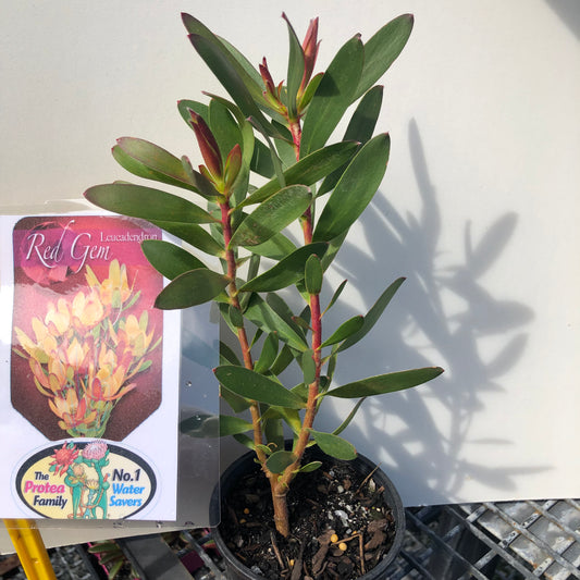 Leucadendron red gem