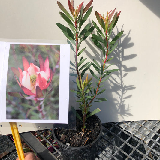 Leucadendron strawberries and cream