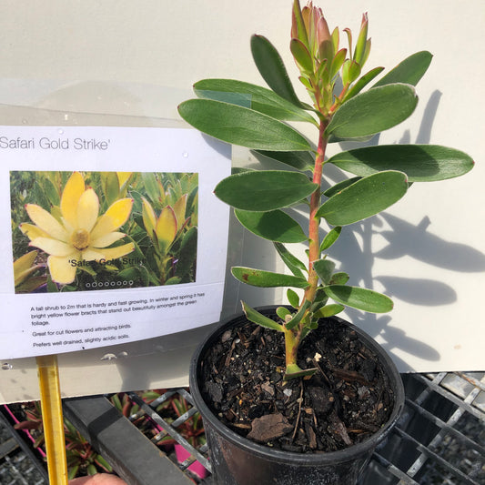 Leucadendron safari gold strike