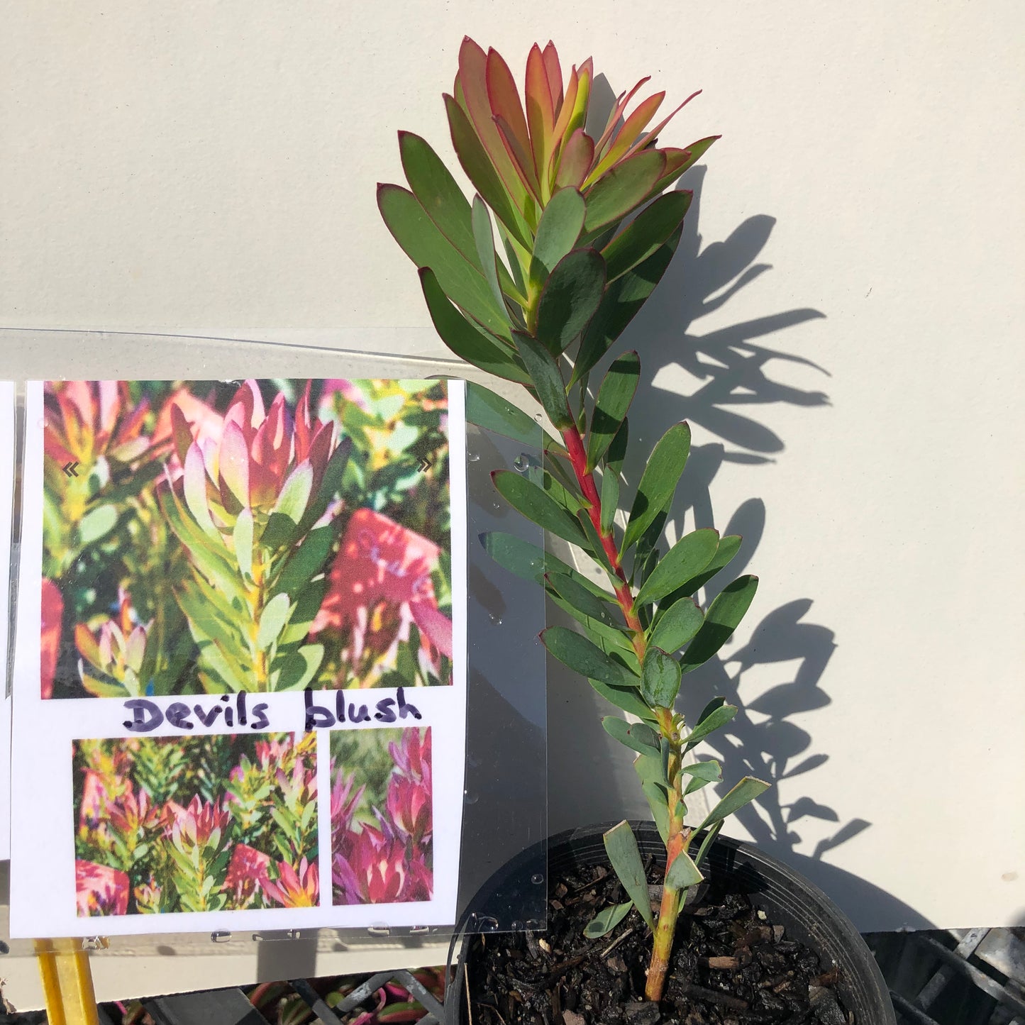 Leucadendron devils blush