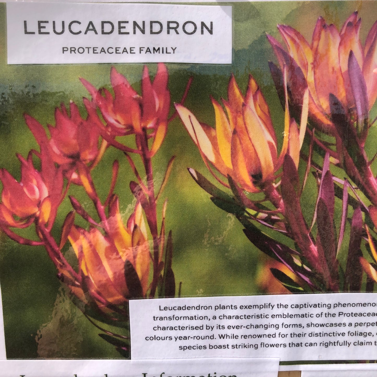 Leucadendron devils blush