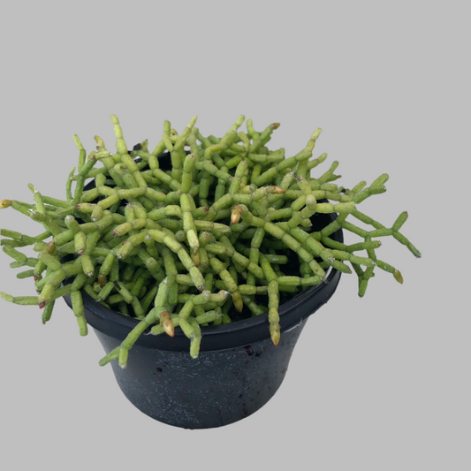 Rhipsalis cereuscula