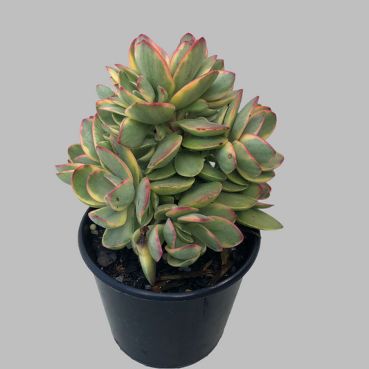 Crassula money maker