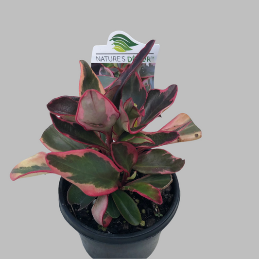 Peperomia tricolour