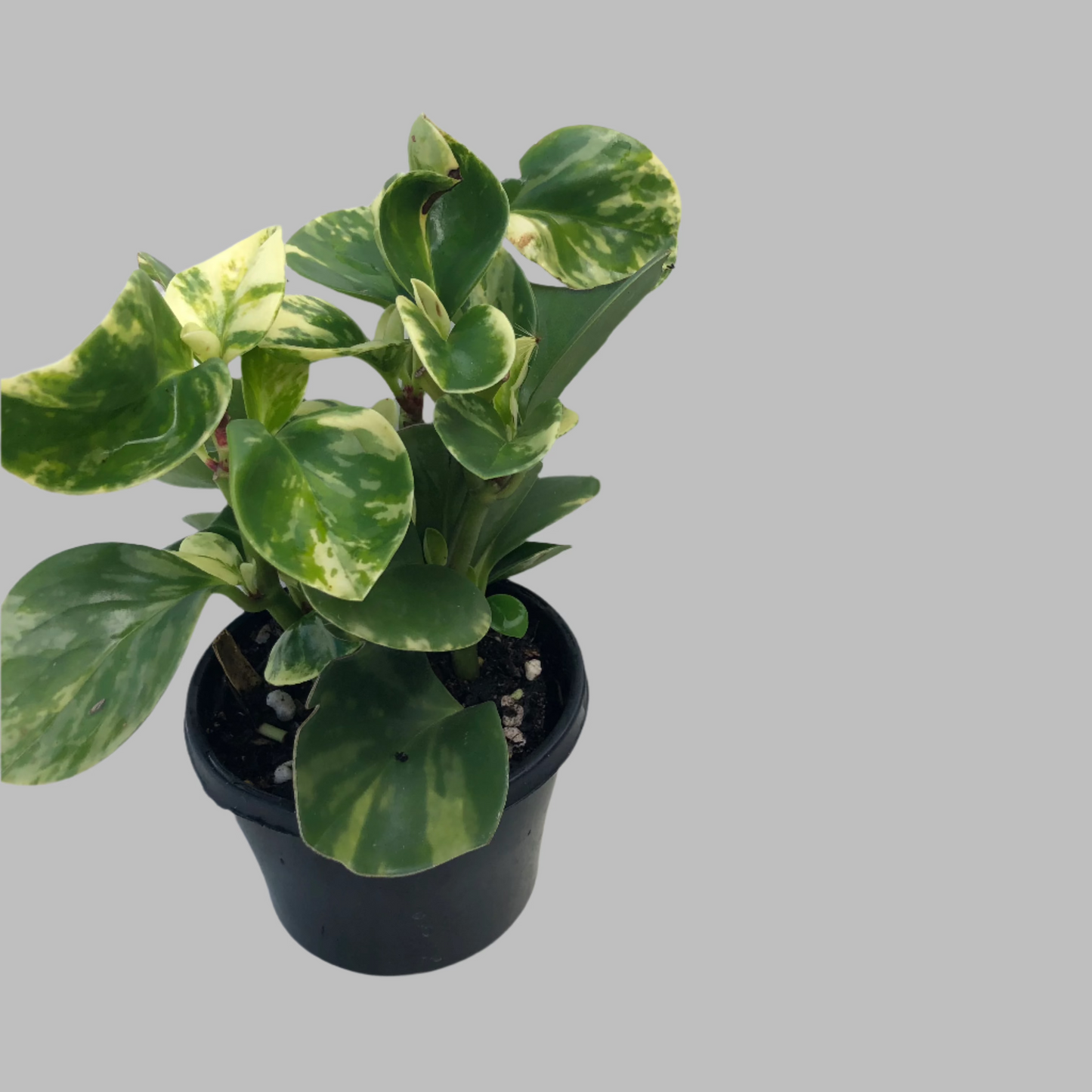 Peperomia marble