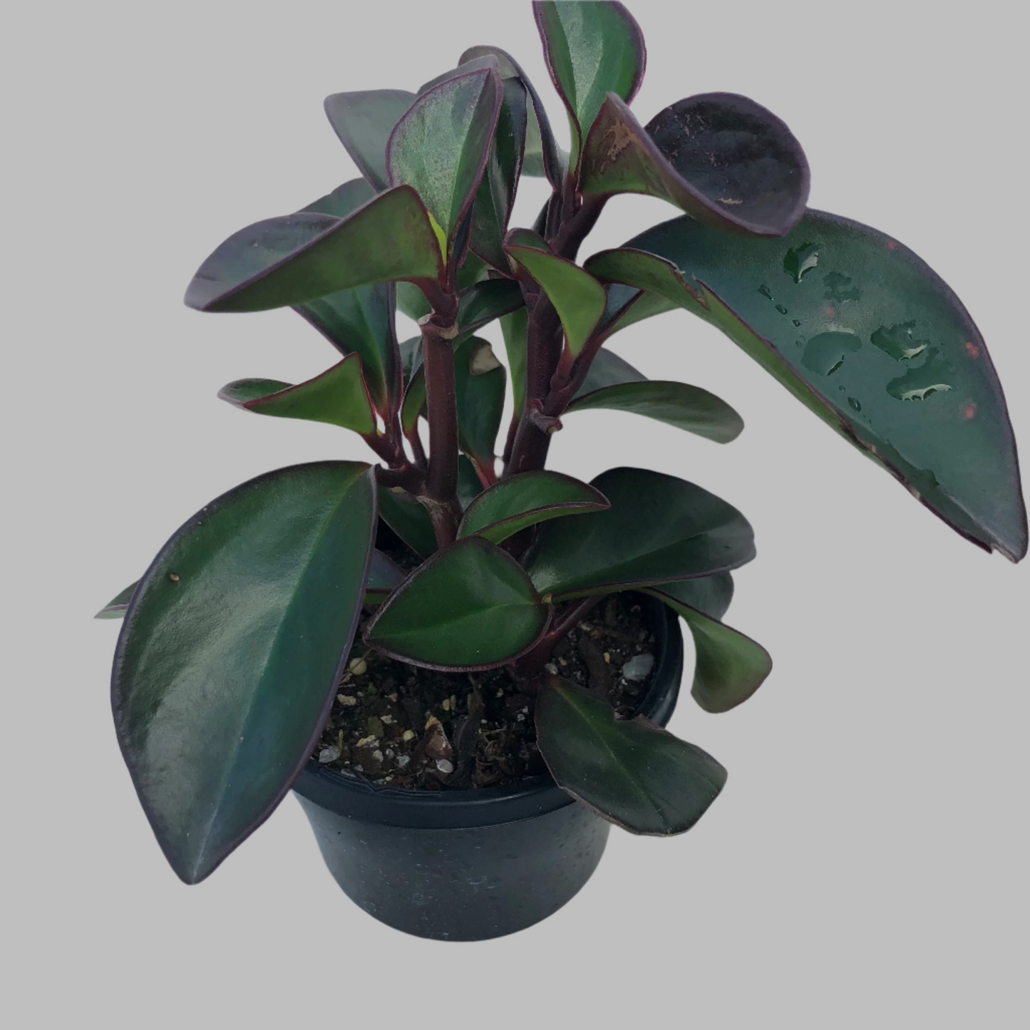 peperomia clustiformia red