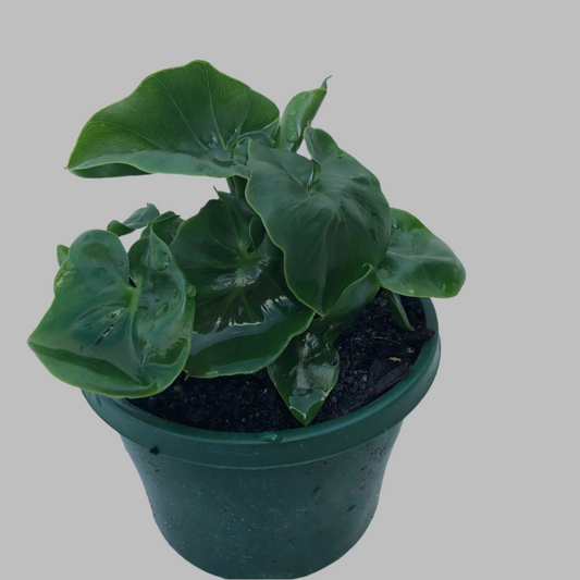 Philodendron super atom