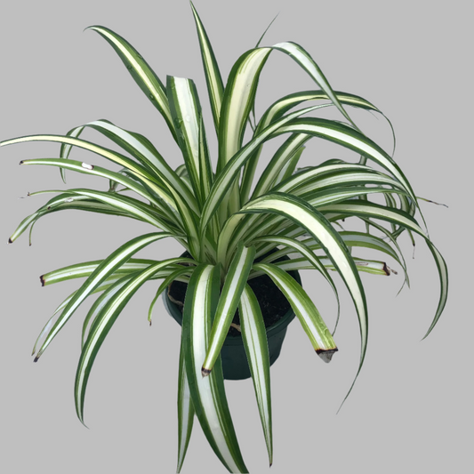 Chlotopytum  spider plant