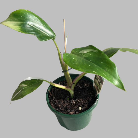 Philodendron white wizard