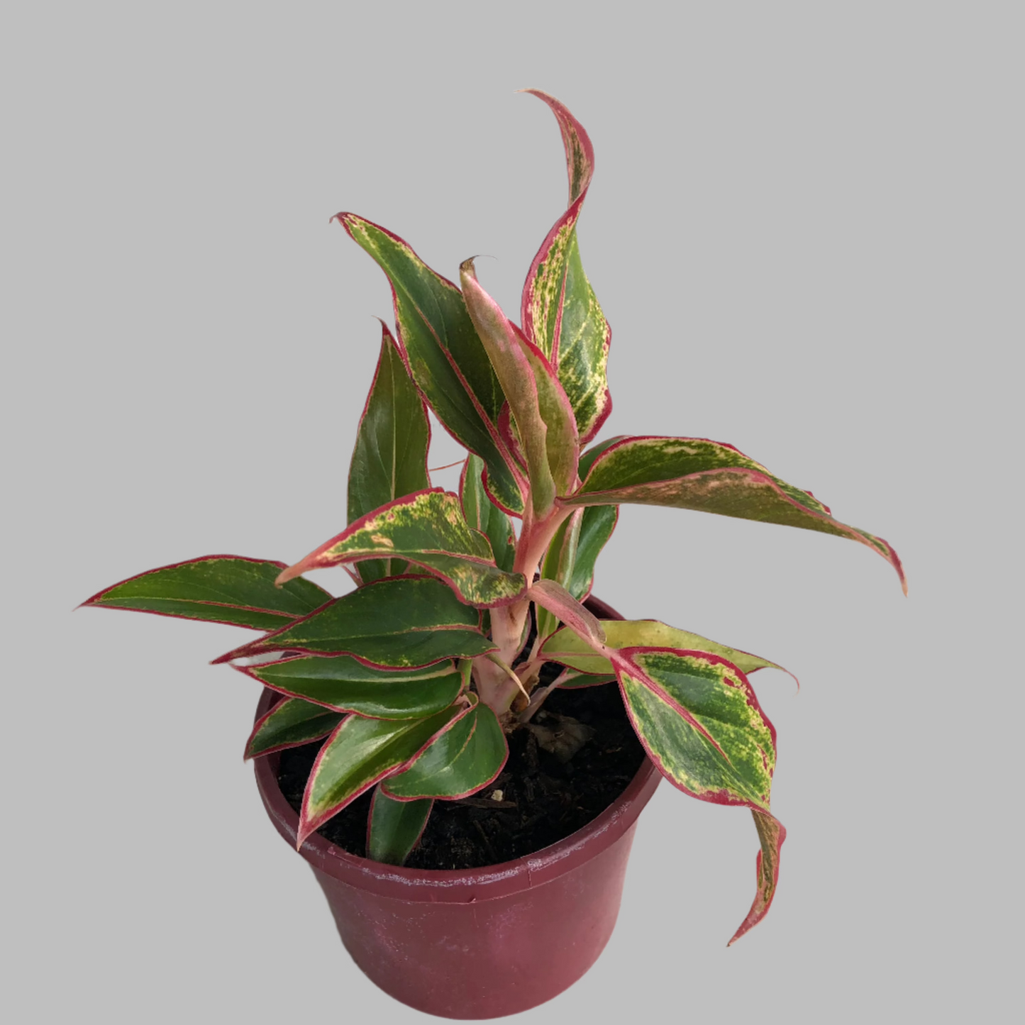 Aglomema siam red