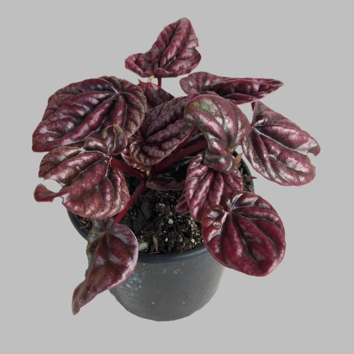 Peperomia red beauty