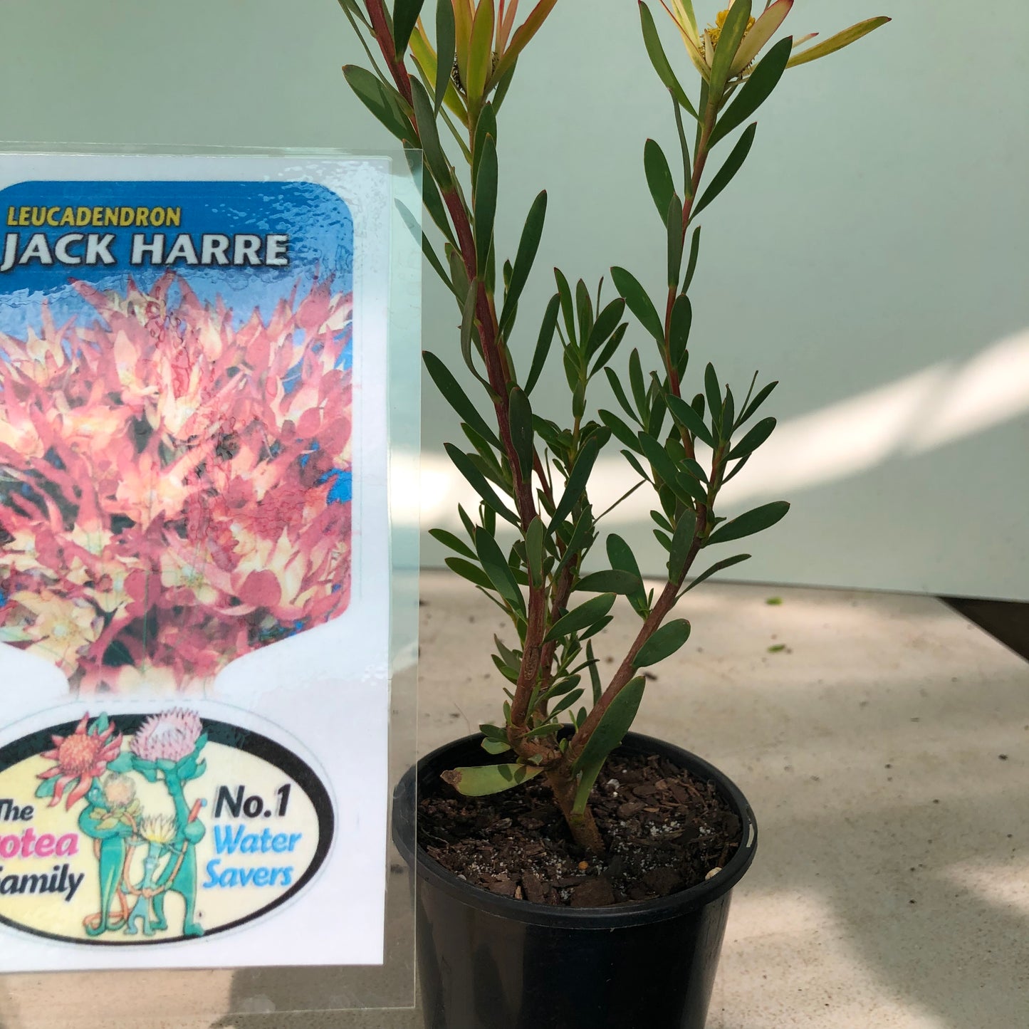 Leucadendron jack Harre