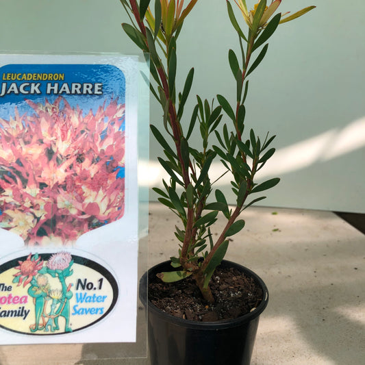 Leucadendron jack Harre