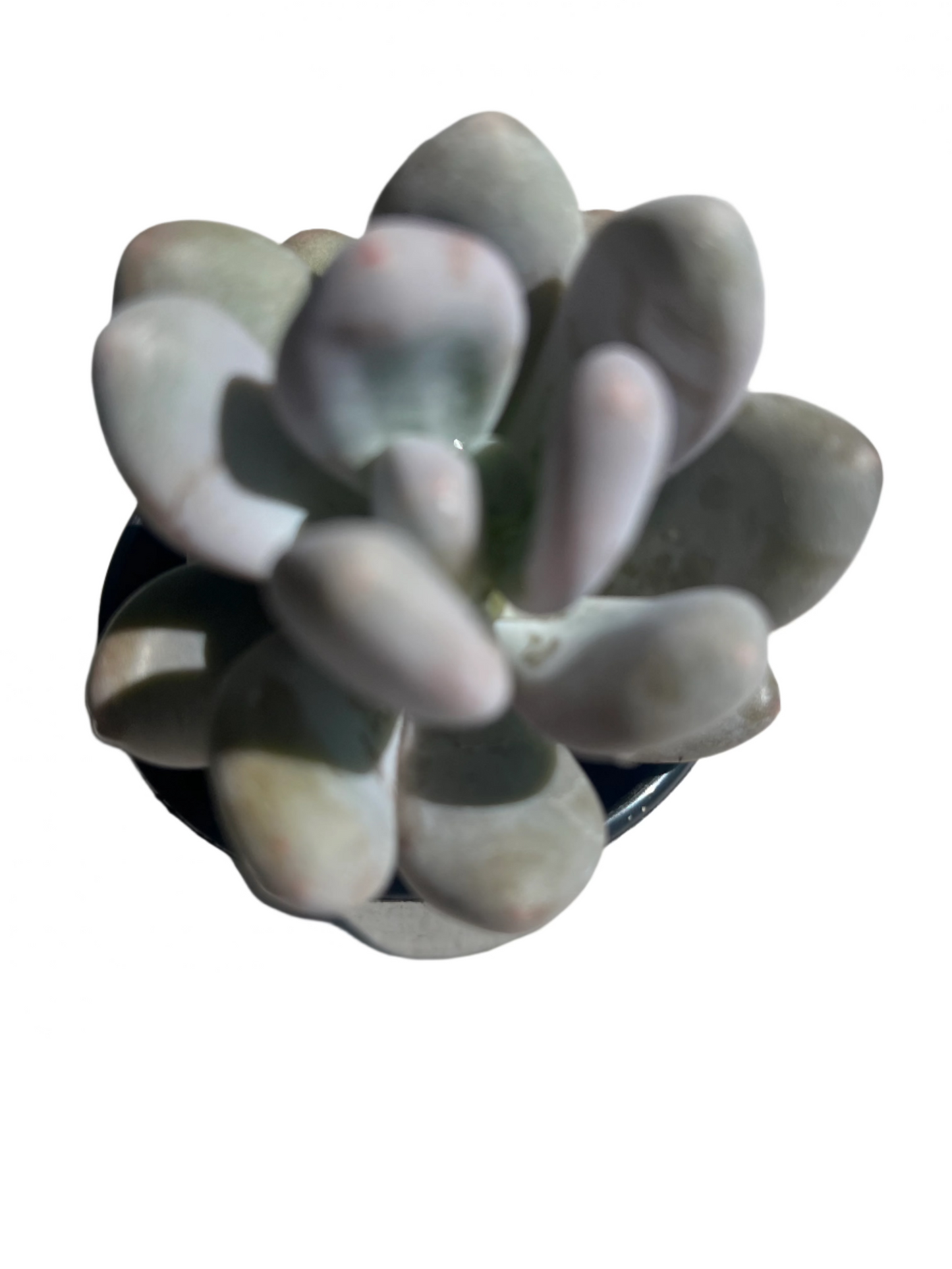 Graptoveria Lavender pebbles