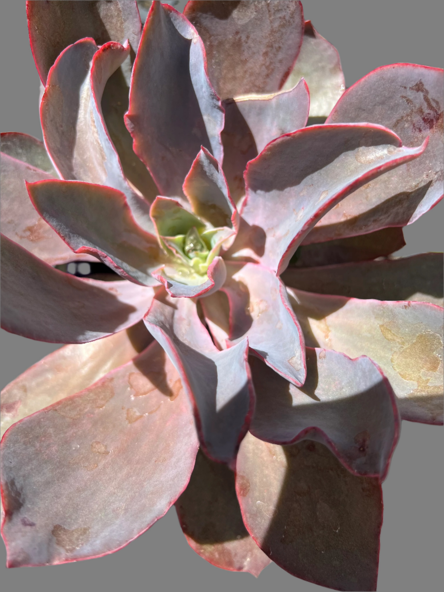 Echeveria afterglow