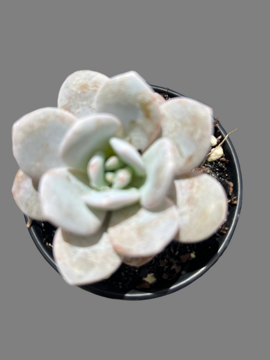 Echeveria lauii