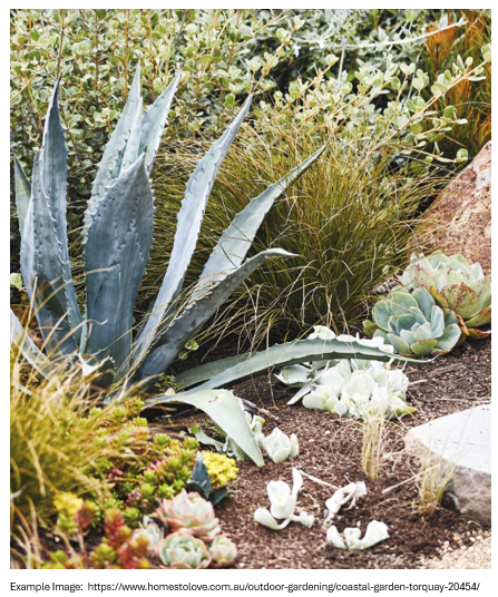 Xeriscapes Mix: Vibrant Colour