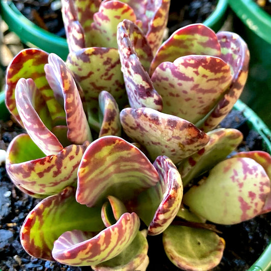 Kalanchoe humilis