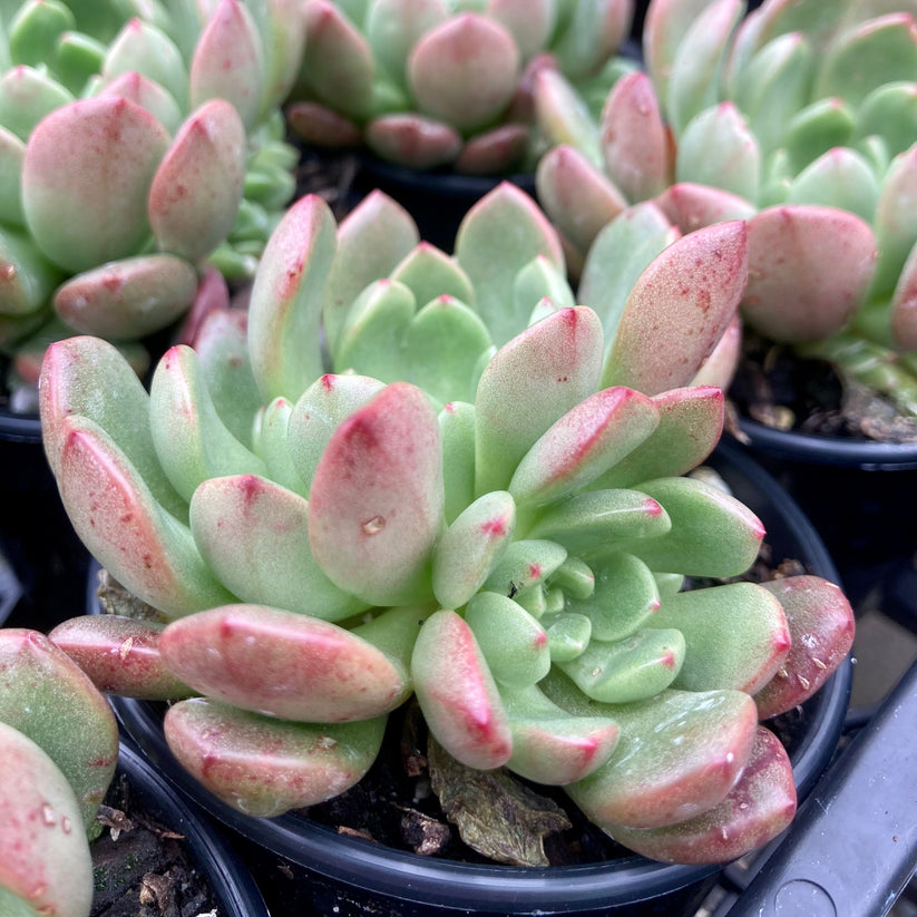 Graptoveria pink ruby/ 