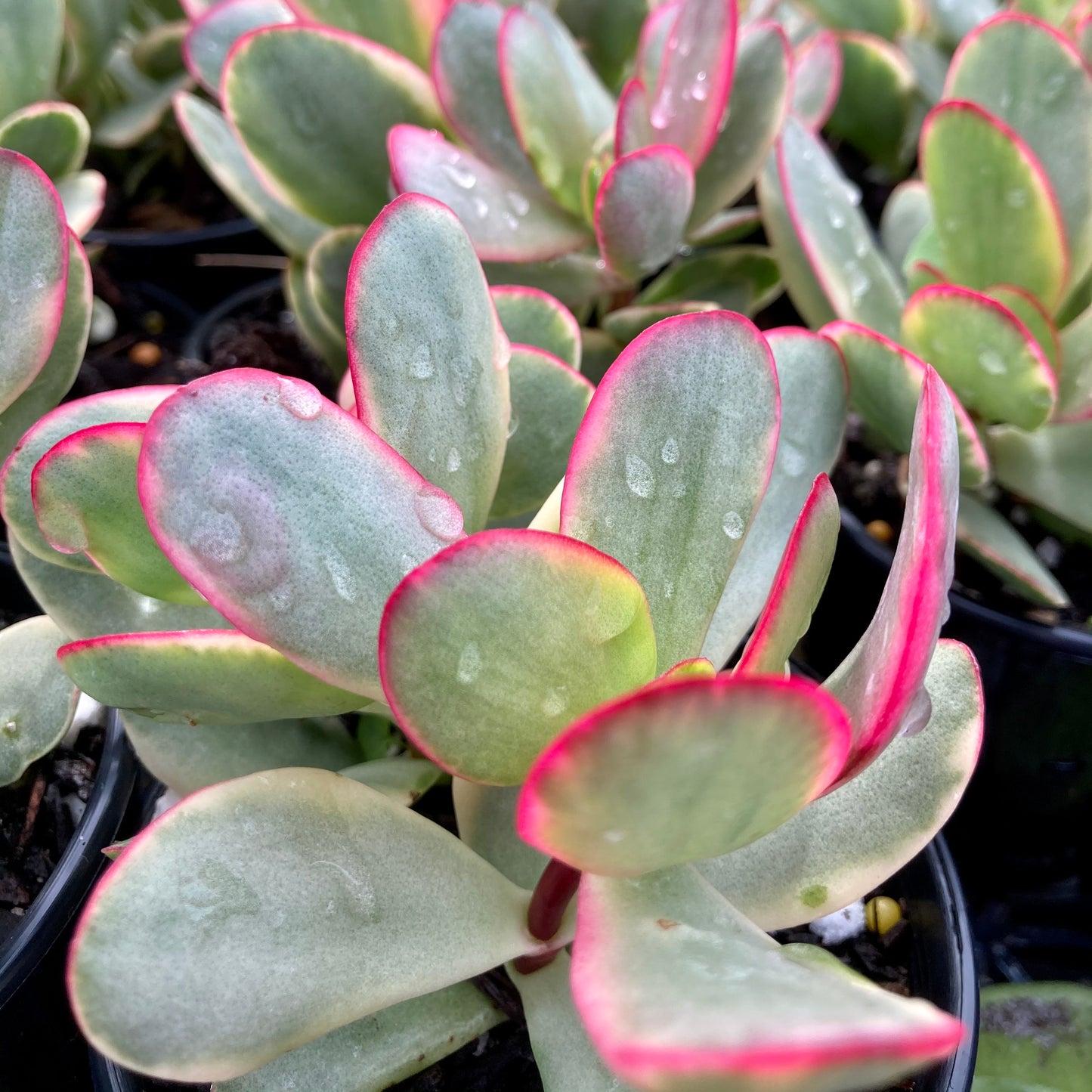 Crassula platyphylla variegata