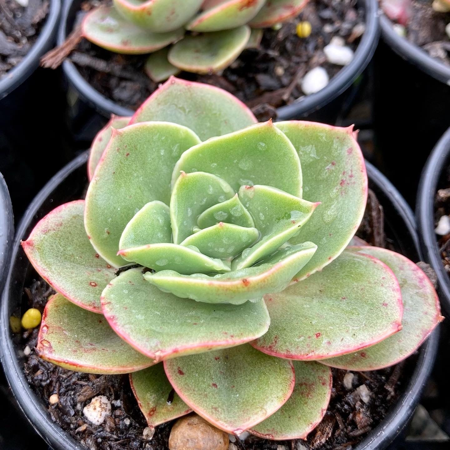 Echeveria Green Smile