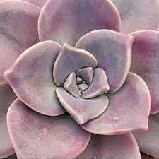 Graptopetalum purple delight