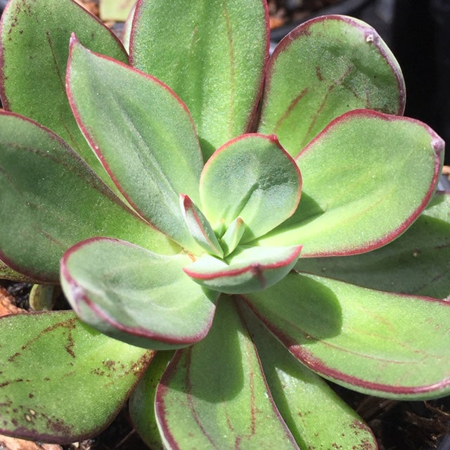 Echeveria – Succulent Planet